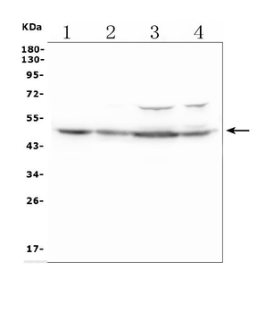 2B4/Cd244 Rabbit Polyclonal Antibody