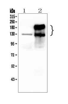 CEACAM5 Antibody