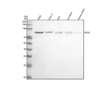 DDX1 Rabbit Polyclonal Antibody