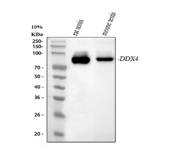 DDX4/MVH Rabbit Polyclonal Antibody