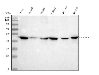 FEN1 Rabbit Polyclonal Antibody