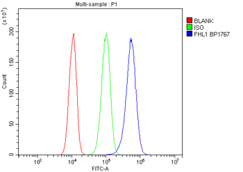 FHL FHL1 Antibody