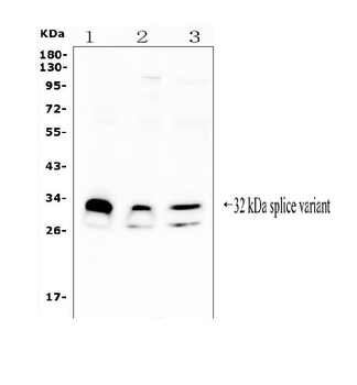 FHL FHL1 Antibody