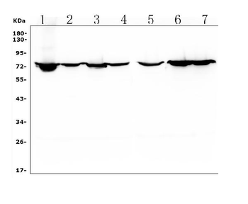 HIF3/HIF3A Rabbit Polyclonal Antibody