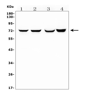 HIF3/HIF3A Rabbit Polyclonal Antibody