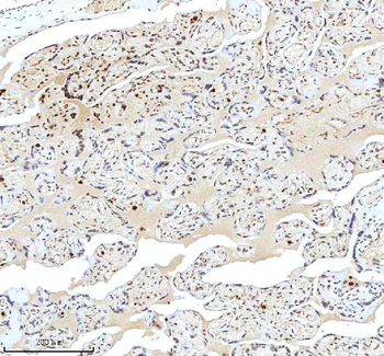 Histone H3 HIST1H3A/B/C/D/E/F/G/H/I/J Antibody