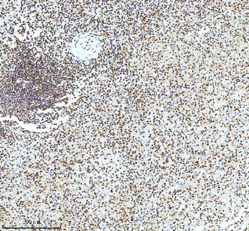 Histone H3 HIST1H3A/B/C/D/E/F/G/H/I/J Antibody