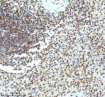 Histone H3 HIST1H3A/B/C/D/E/F/G/H/I/J Antibody