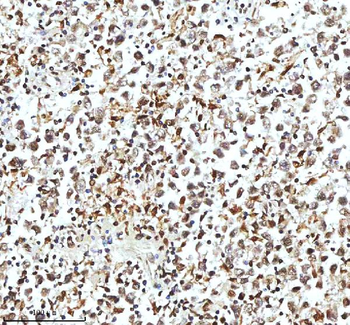 Histone H3 HIST1H3A/B/C/D/E/F/G/H/I/J Antibody