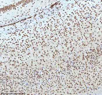 Histone H3 HIST1H3A/B/C/D/E/F/G/H/I/J Antibody