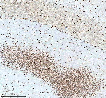 Histone H3 HIST1H3A/B/C/D/E/F/G/H/I/J Antibody
