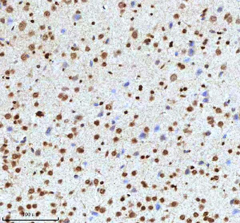 Histone H3 HIST1H3A/B/C/D/E/F/G/H/I/J Antibody