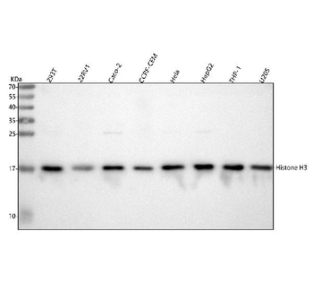 Histone H3 HIST1H3A/B/C/D/E/F/G/H/I/J Antibody