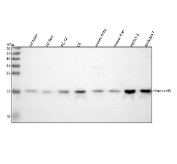 Histone H3 HIST1H3A/B/C/D/E/F/G/H/I/J Antibody