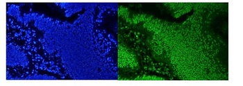 hnRNP D/AUF1/HNRNPD Rabbit Polyclonal Antibody