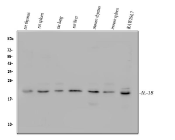 IL18 Antibody