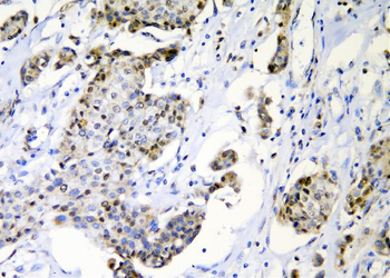 c-Maf/MAF Rabbit Polyclonal Antibody
