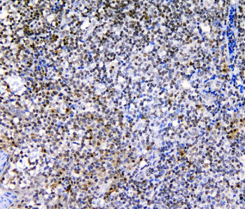 c-Maf/MAF Rabbit Polyclonal Antibody