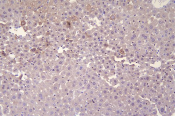 c-Maf/MAF Rabbit Polyclonal Antibody