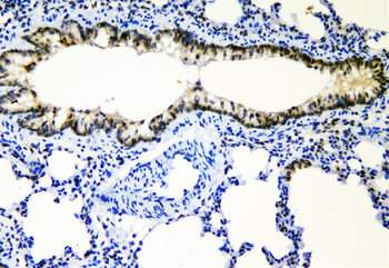 c-Maf/MAF Rabbit Polyclonal Antibody