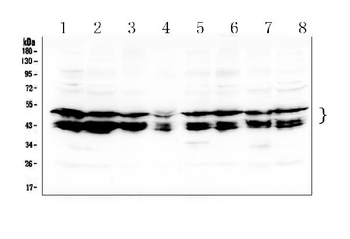 c-Maf/MAF Rabbit Polyclonal Antibody