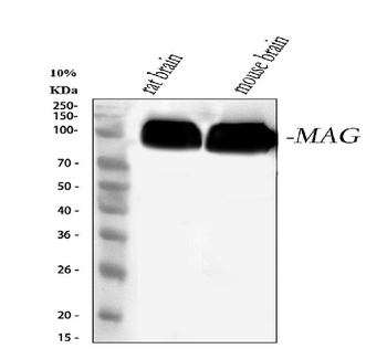 MAG Rabbit Polyclonal Antibody