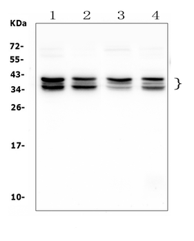NAT8L Rabbit Polyclonal Antibody
