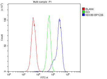 HEC1/HEC/NDC80 Rabbit Polyclonal Antibody