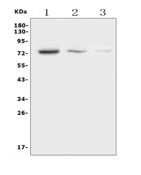 HEC1/HEC/NDC80 Rabbit Polyclonal Antibody