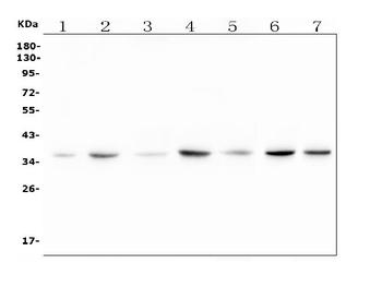 RTL10 Antibody