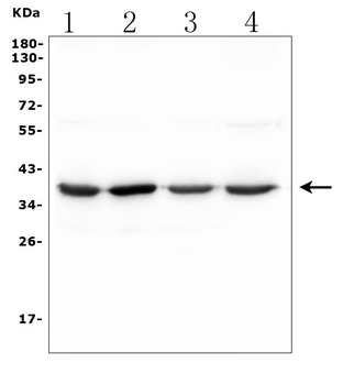 SFRP2 Antibody