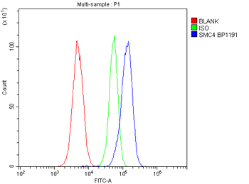 SMC4 Rabbit Polyclonal Antibody