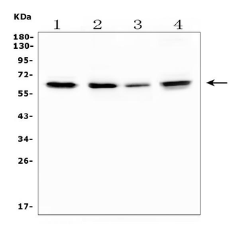 TRAF6 Antibody