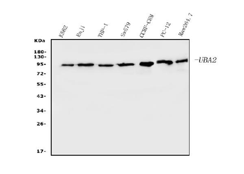 SAE2/UBA2 Mouse Monoclonal Antibody