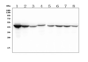 IDH1 Mouse Monoclonal Antibody