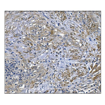 PRDX6 Antibody (monoclonal, 6I8)