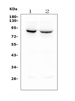 Mitofusin 1 MFN1 Mouse Monoclonal Antibody
