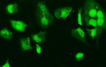 HMG4 Mouse Monoclonal Antibody
