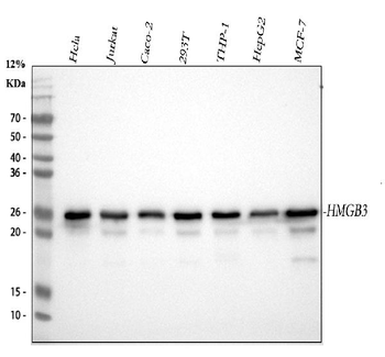 HMG4 Mouse Monoclonal Antibody