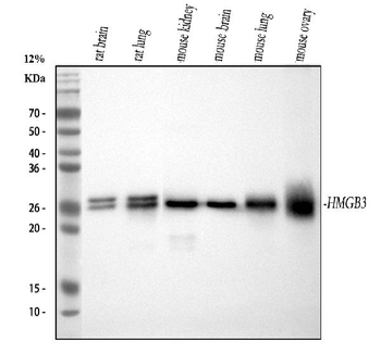 HMG4 Mouse Monoclonal Antibody