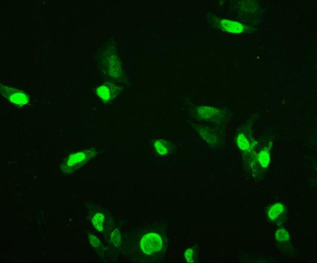 HMG4 Mouse Monoclonal Antibody