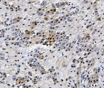 HMG4 Mouse Monoclonal Antibody