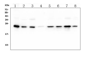 HMG4 Mouse Monoclonal Antibody