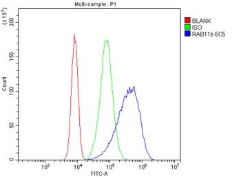 RAB11B Mouse Monoclonal Antibody