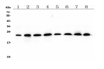 RAB11B Mouse Monoclonal Antibody