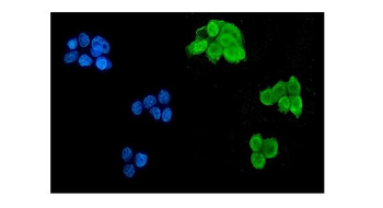 Musashi 1/Msi1 Antibody (monoclonal, 2B9)