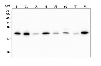 ATP5H in Mouse Monoclonal Antibody