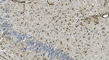 GFAP Mouse Monoclonal Antibody