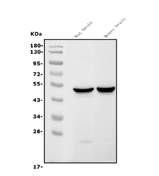 GFAP Mouse Monoclonal Antibody