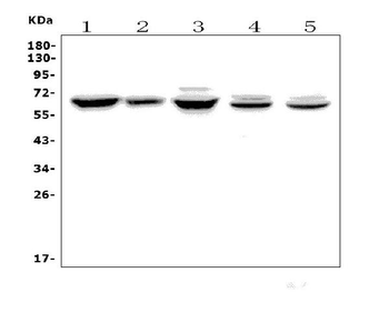 Angiopoietin-2/ANGPT2 Antibody